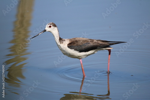 Oiseaux de rivage - cormoran