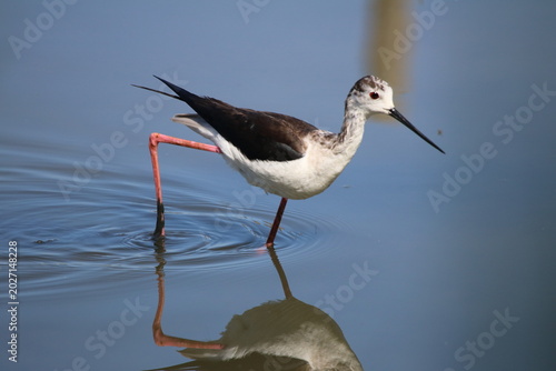 Oiseaux de rivage - cormoran