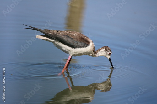Oiseaux de rivage - cormoran