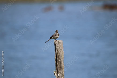 Oiseaux de rivage - cormoran