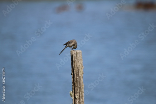 Oiseaux de rivage - cormoran