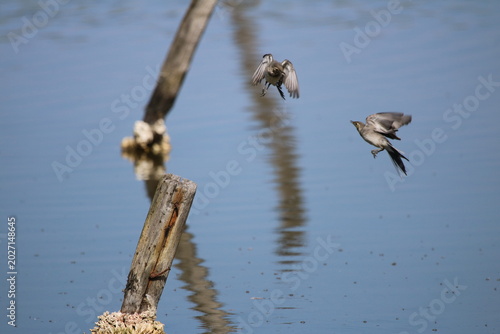 Oiseaux de rivage - cormoran