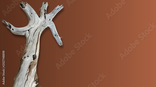 Foto Gnarly dried driftwood branch resembling a skeletal hand on a warm brown gradien