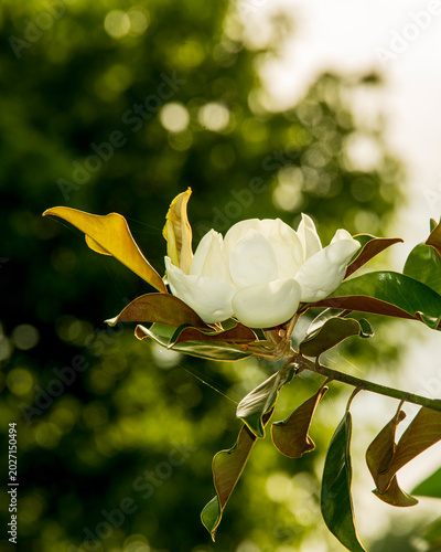 Southern Magnolia Bloom Against Dark Background