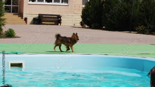 Dog walks by the swimming pool in sunny weather with kids nearby