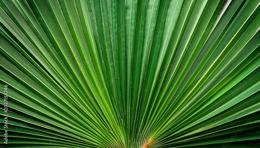 Fototapeta premium abstract green palm leaf texture nature background tropical leaf