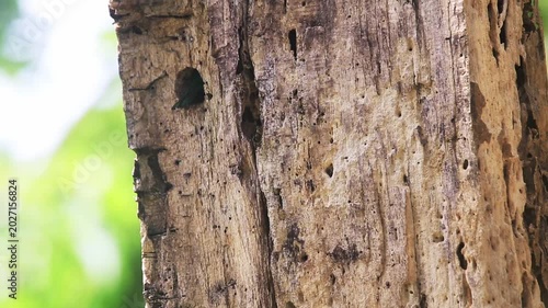 Bird feeding young in a nest atop a branch, 