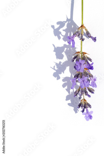 Lavender flower sprig hanging on white background with shadow — minimal botan...