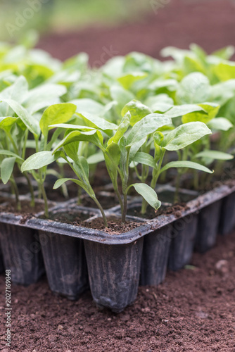 Young eggplant plants in nursery tray ready for transplanting