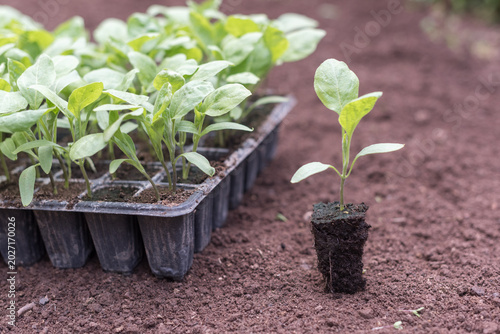 Close-up of eggplant seedling roots and nursery tray
