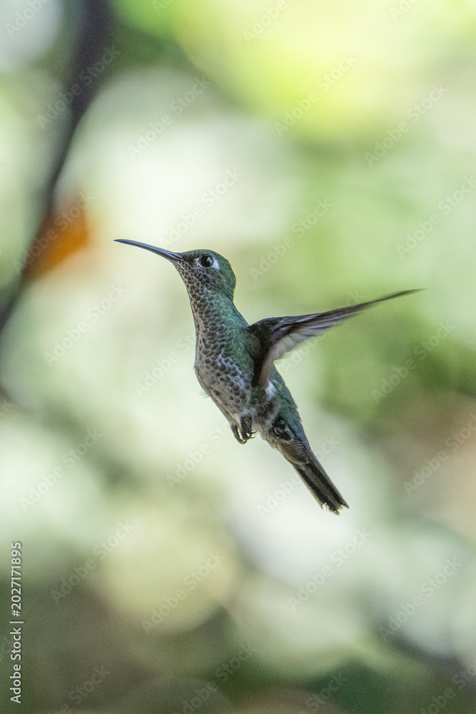 Fototapeta premium The image shows a hummingbird emerald sapphire (Chionomesa lactea).