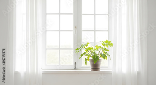 Minimalist white room with large window and potted plant on windowsill curtains