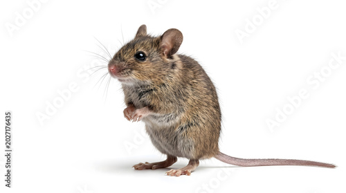 Tableau sur toile Cute Syrian hamster isolated on white background: Fluffy golden brown domestic r
