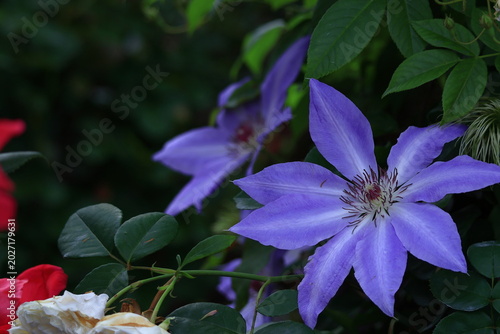つる植物の女王