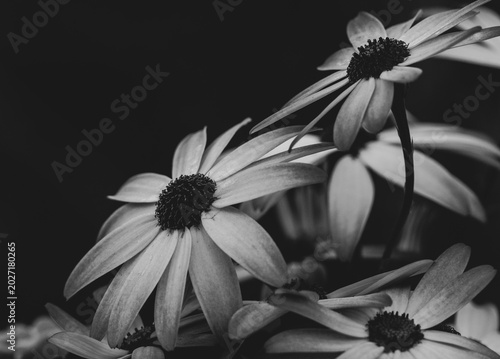 Fotografía Coneflowers in black and white - Edwards Gardens, Toronto, Ontario, Canada