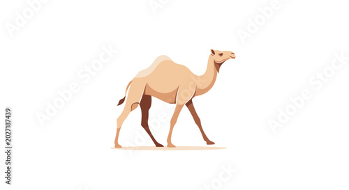Schilderij op canvas Camel walking on sandy terrain slowly.
