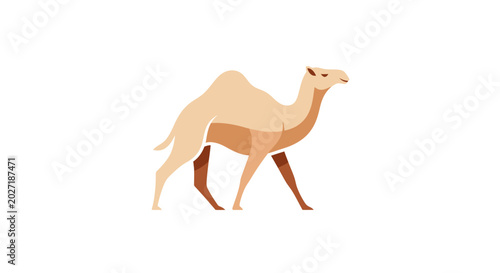 фотографія Camel Walking on Sandy Dunes Alone.