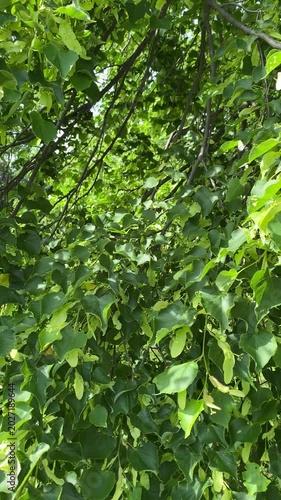 Close-up of green linden tree branches with young leaves and flower buds.