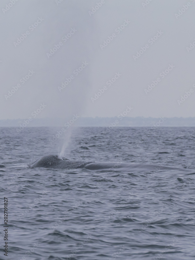 Fototapeta premium Baleine bleue