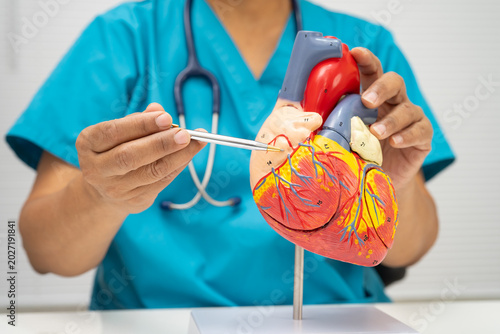 Tableau sur toile Cardiovascular disease CVD, doctor with heart human model anatomy for treatment patient in hospital