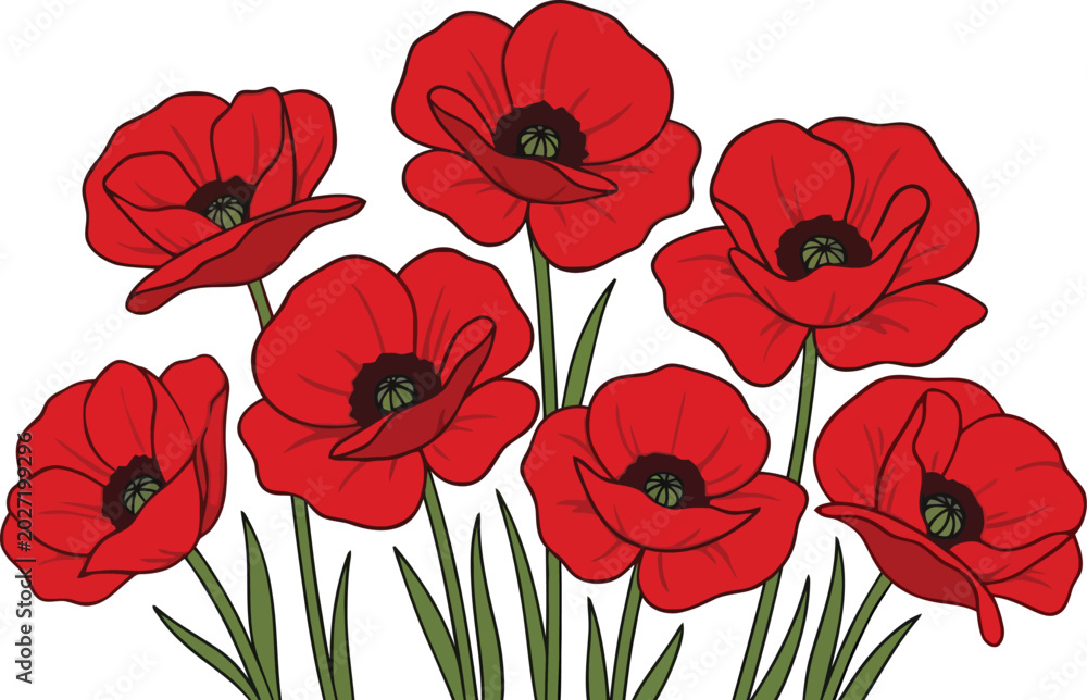 Fototapeta premium Red poppy flowers field botanical vector illustration