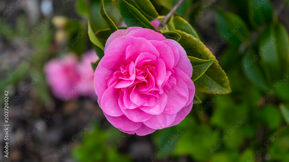 Fototapeta premium A close-up of a pink camellia flower. The Debbie camellia, with its bright, deep pink, peony-shaped flowers