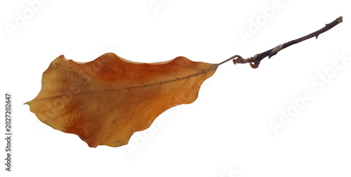 Slika na platnu Dry avocado leaf png