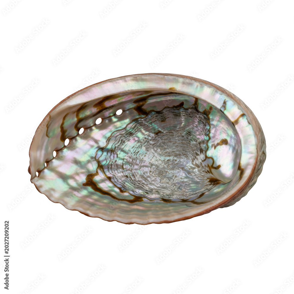 Fototapeta premium Abalone shell interior with iridescent colors isolated on a transparent background