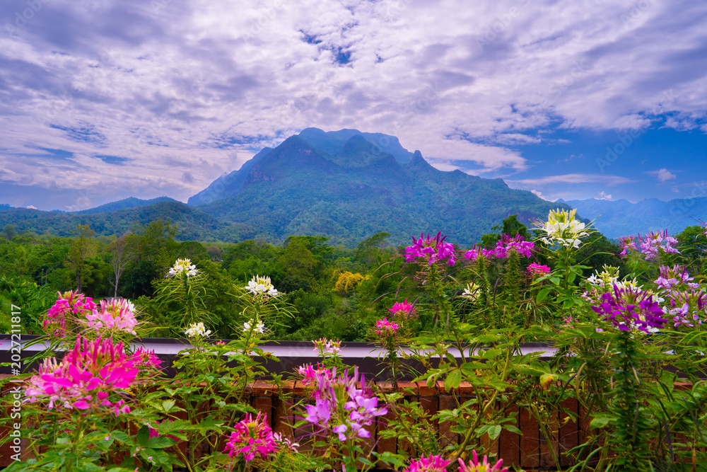 Obraz premium Stunning panoramic view of Doi Luang Chiang Dao mountain with blooming flowers in the foreground.