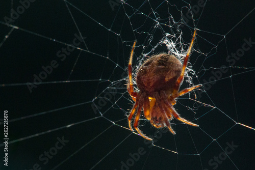 Bild auf Leinwand Orange Orb Weaver Spider in Intricate Web Against Dark Background – Macro Arachn