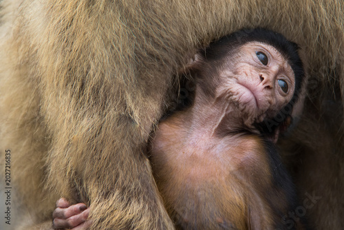 Photography Baby monkey clinging to its mother in a close-up wildlife portrait