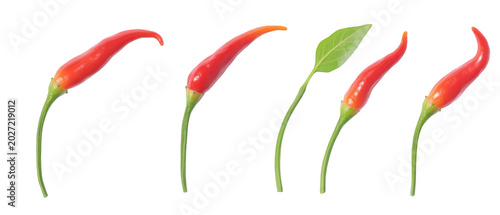 Set of four red brunia berry flower heads on stems isolated on png transparent background