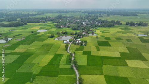 Quadro em tela Aerial view showing a rural bangladeshi village and green rice fields