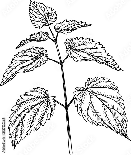 Slika na platnu Black and white line of a stinging nettle plant stem with leaves leaf botanical