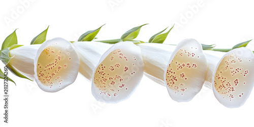 Beautiful horizontal border of blooming white foxglove digitalis flowers isolated on png transparent background