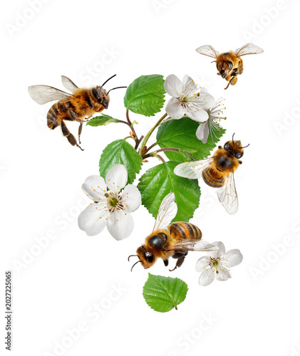 Flying bees around blossoms close-up isolated on a transparent background