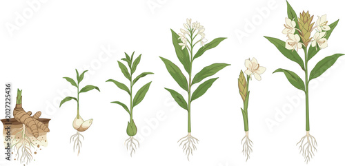 Foto White ginger lily life cycle vector set showing plant growth stages from rhizome