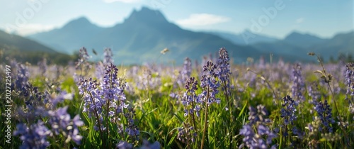 Alpine meadow carpeted with fresh lilac and bluebell flowers in early sunlight