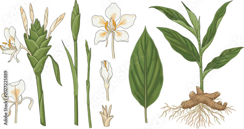 Foto Botanical white ginger lily vector set showing white flowers green leaves rhizom