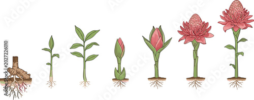 Cuadro en lienzo Torch ginger life cycle vector set showing growth stages from rhizome to bloomin