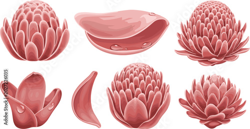Tableau sur toile Detailed torch ginger flower heads and pink tropical blossom petals vector illus