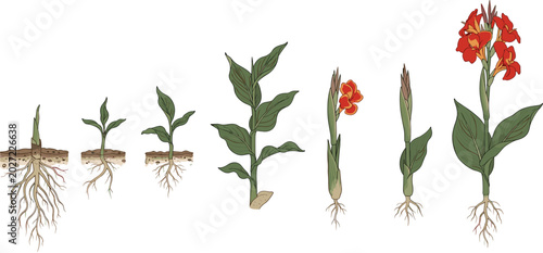 Tableau sur toile Canna lily life cycle vector set showing growth stages from rhizome to blooming