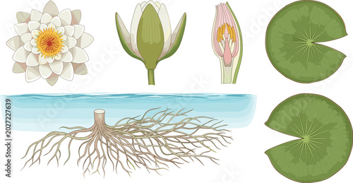 Tableau sur toile Botanical water lily vector set showing root system anatomy flowers and leaves i
