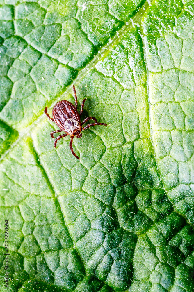 Fototapeta premium Dermacentor Reticulatus On Green Leaf.Family Ixodidae.Carrier of infectious diseases as encephalitis or Lyme borreliosis. Ticks Are Carriers Of Dangerous Diseases.