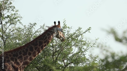 Close portrait of a giraffe using its long tongue to pull fresh leaves from an acacia tree, chewing calmly in warm African savanna light surrounded by natural wilderness scenery