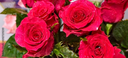 Fotografie Vibrant red roses with velvety petals covered in water droplets, highlighted against lush green leaves and a softly blurred background, symbolizing romance and elegance