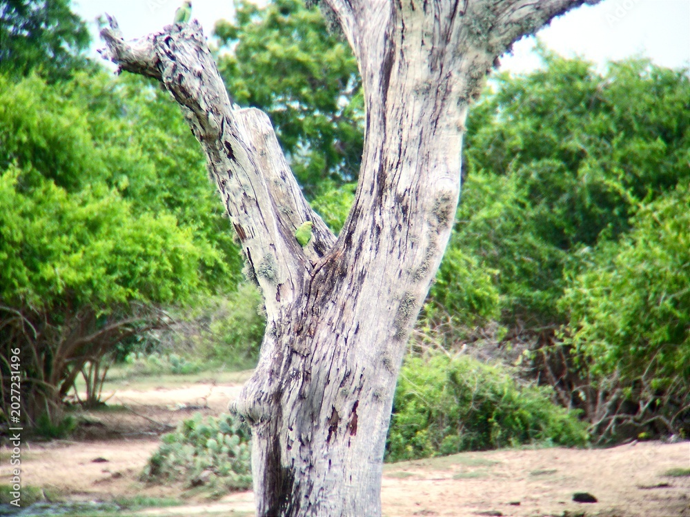Fototapeta premium Close-up of a weathered tree trunk with peeling bark in a dry savannah or forest clearing with lush green trees in the background on a sunny day.