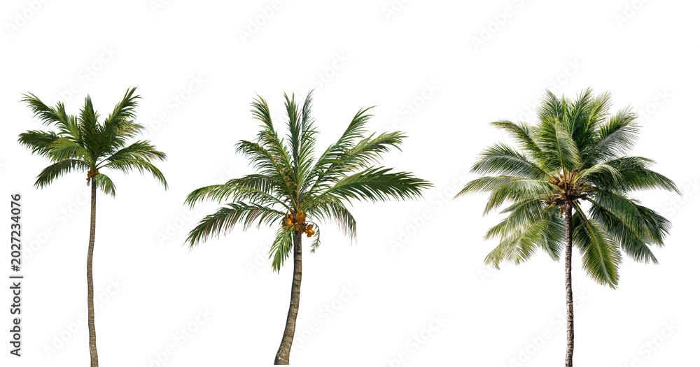 Fototapeta premium Coconut trees in different stems, Isolated on transparent background