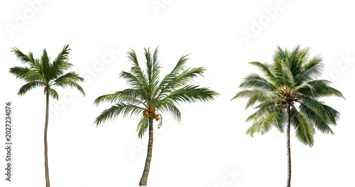 Фотография Coconut trees in different stems, Isolated on transparent background