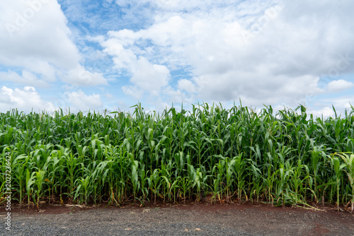 Tableau sur toile Sugarcane plantation